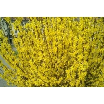 FORSYCJA żółte słońce w ogrodzie - sadzonki 40 / 60 cm